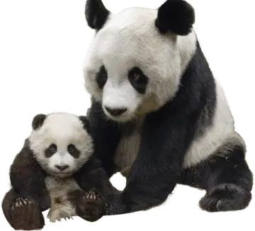 a baby panda and its mother