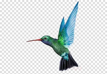 a hummingbird flying in the air with its wings spread