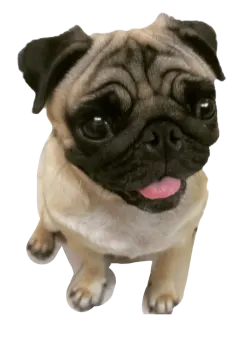 a small dog with its tongue sticking out