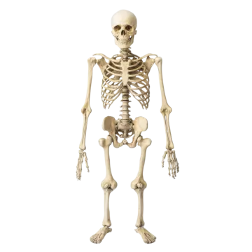 a human skeleton on a white background