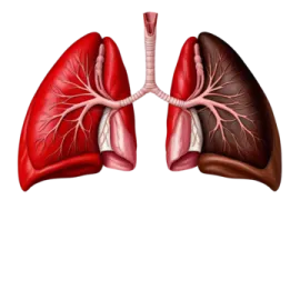 a diagram of the lungs