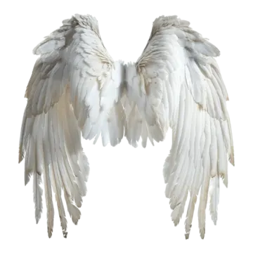 a pair of white wings