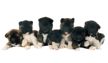 a group of pup sitting next to each other pup