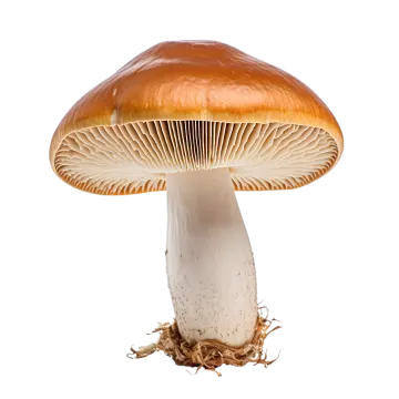 a mushroom on a white background