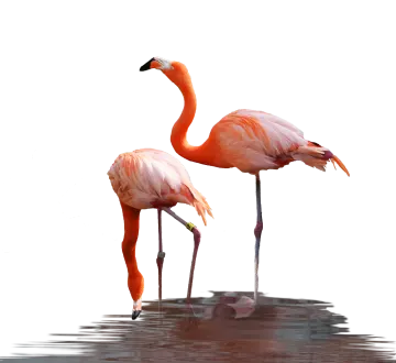 two flamingos are standing in the water