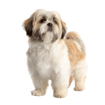 a small brown and white dog standing on a white background