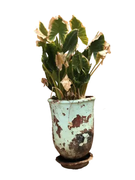 a plant in a pot on a white background
