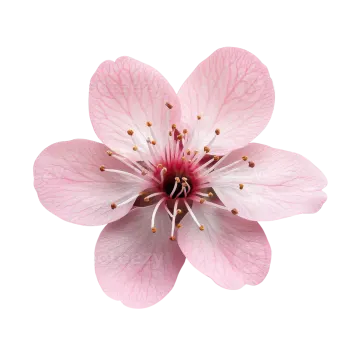a pink flower on a white background