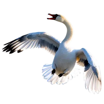a white swan is flying in the sky