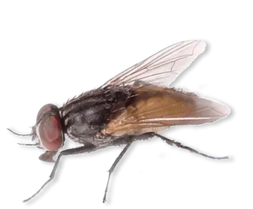 a fly flies on a white background
