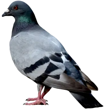 a pigeon standing on a white surface