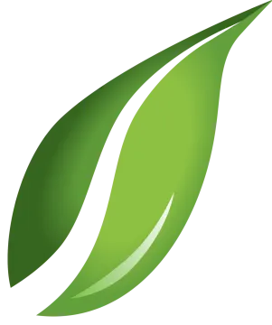 a green leaf on a white background