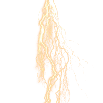 the roots of a plant