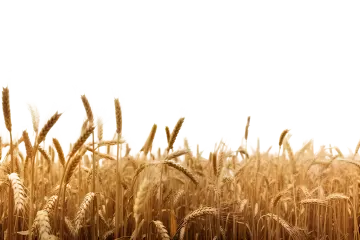 a field of wheat on a sunny day