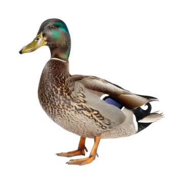 a duck standing in front of a white background