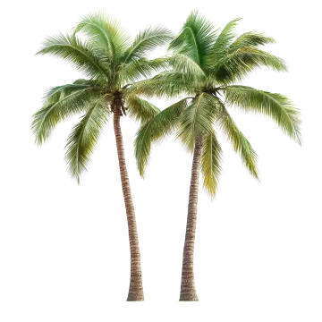 two palm trees on a white background