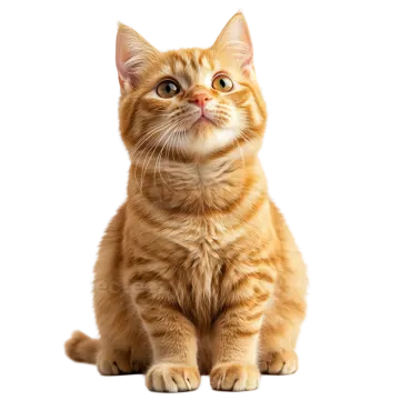 an orange kitten sitting on a white background