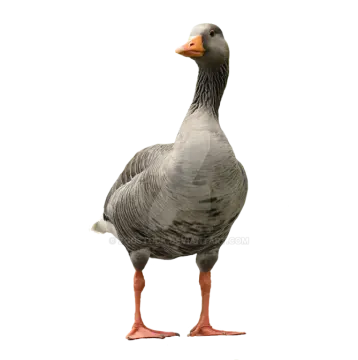 a grey goose standing on its hinds