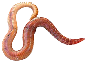 a worm on a white background