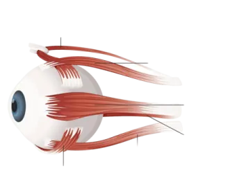 a diagram of the eye