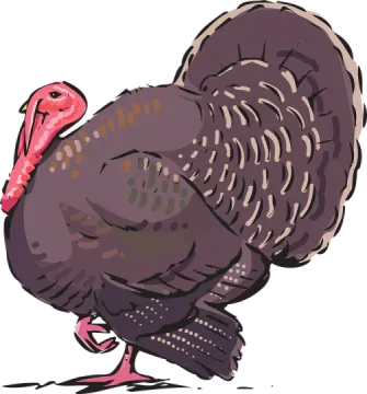 a turkey is standing on the ground