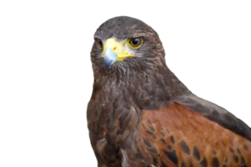 a close up of a bird on a white background
