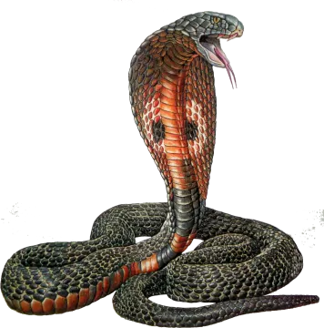 an illustration of a snake with its mouth open