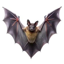 a bat on a white background