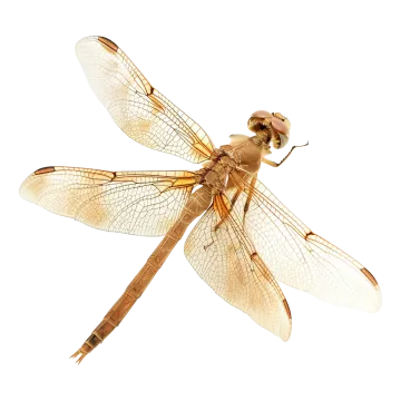a close up of a dragon on a white background