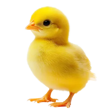 a small yellow bird