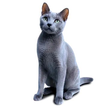 a gray cat sitting on a white surface