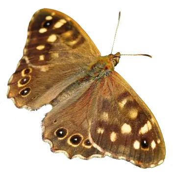 a brown butterfly on a white background