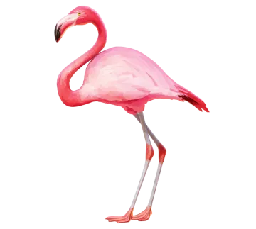 a pink flaming standing on its hinds