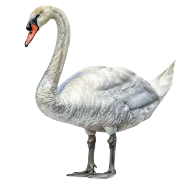 a white swan standing on its hinds