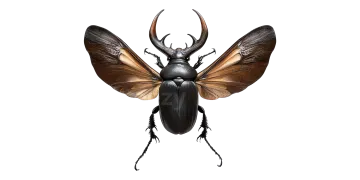 an illustration of a beetle on white background