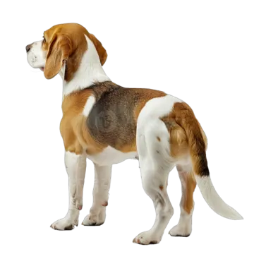 a dog standing in front of a white background