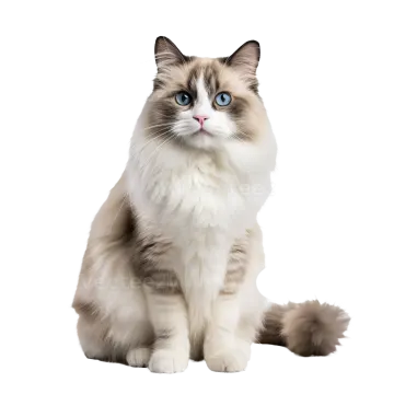 a cat with blue eyes sitting down