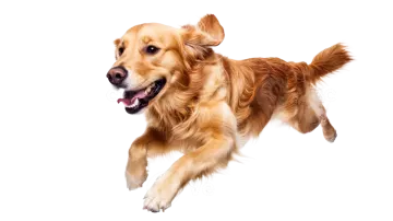 a brown dog is running on a white background