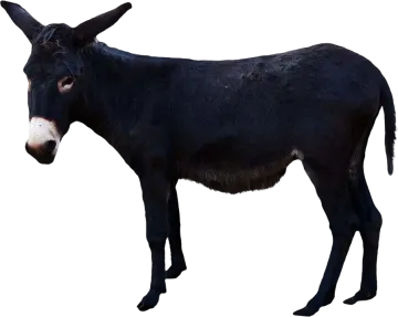 a black donkey standing on a white background