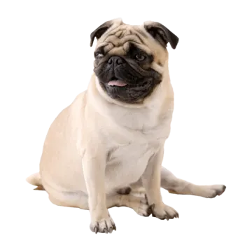 a small pug sitting on the ground