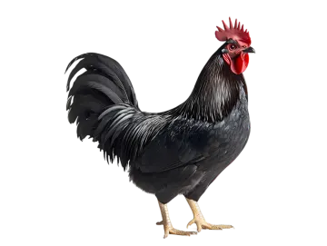 a black and red rooster standing on a white background
