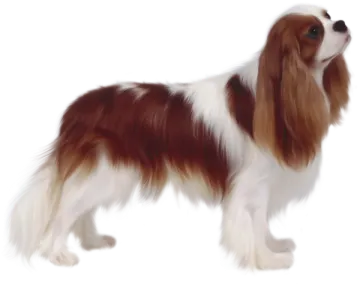 a brown and white dog standing on a white background