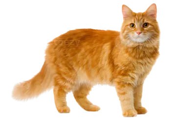 the cat is orange