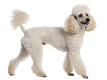 a small white poodle dog standing on a white background