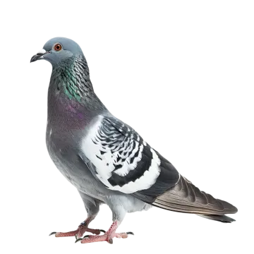 a pigeon on a white background
