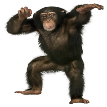 3d digital render of a cute chimpan monkey isolated on a white background