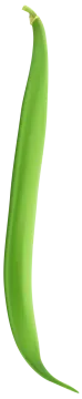a green leaf on a white background