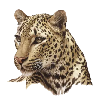 a drawing of a leopard's head