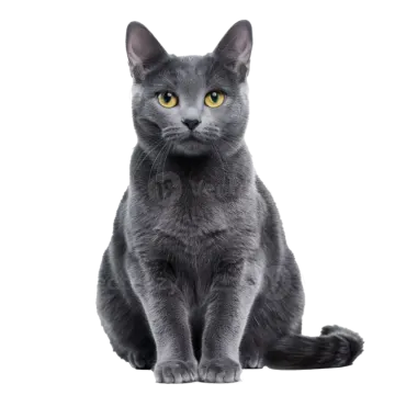 a gray cat with yellow eyes sitting down