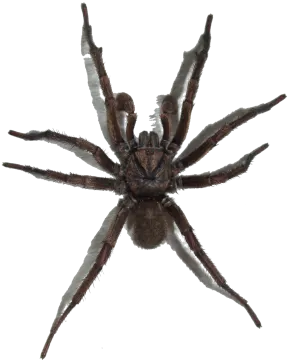 a large brown spider on white background